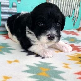 Otto - Black and white male Sheepadoodle puppy in Owensville, Missouri from Oak Valley Kennels
