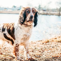 Ramona - English Springer Spaniel