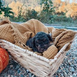 Copper - Brown and white male Aussiedoodle puppy in Tryon, North Carolina from Melrose Mountain Farm