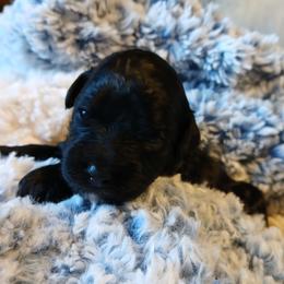 Kyle - Black male Havapoo puppy in Blanch, North Carolina from Faithful Hearts Kennel
