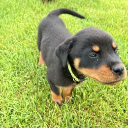 Rottweiler Puppies from Vom Haus Ayers Rottweilers
