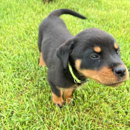 Rottweiler Puppies from Vom Haus Ayers Rottweilers