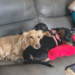 Dachshund All Grown Up from HollieSue Dachshunds