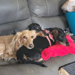 Dachshund All Grown Up from HollieSue Dachshunds