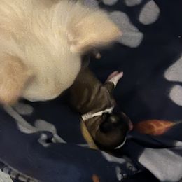 Grace - Fawn and white female Chihuahua puppy in Tecumseh, Oklahoma from Callie’s Happy Chihuahuas, Callie’s Happy Treasures LLC