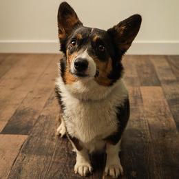 Pembroke Welsh Corgi puppies from Brunett Corgi Co