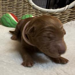 Girl 2 - female Goldendoodle puppy in Clermont, Florida from Da Ruba Doodles