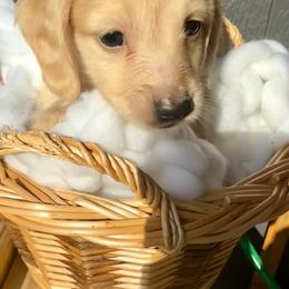Sven - Cream male Dachshund puppy in Bennett, North Carolina from Cherished Dachshunds