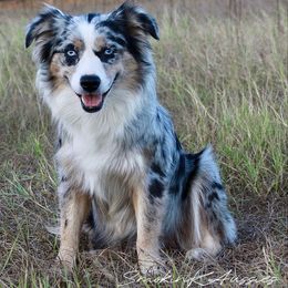 Koko - Australian Shepherd