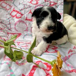 Boo - Parti female Miniature Schnauzer puppy in Oneida, Tennessee from Saving Grace