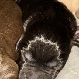 Black Male - Black male Labrador Retriever puppy in Portland, Tennessee from Whiskey Ridge Retrievers