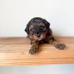 Emerald - Black & tan male Maltipoo puppy in Huntsville, Texas from Nelson Creek Farms