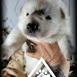 Francis - White female German Shepherd puppy in Sequim, Washington from German Shepherd Haus