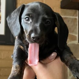 Dachshunds from Morrison Dachshunds
