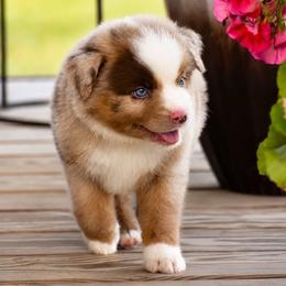Colt - Red merle male Miniature Australian Shepherd puppy in Lowgap, North Carolina from Baileys Mini Aussies