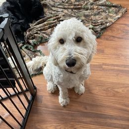 Maple - Goldendoodle