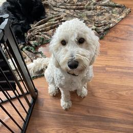 Maple - Goldendoodle