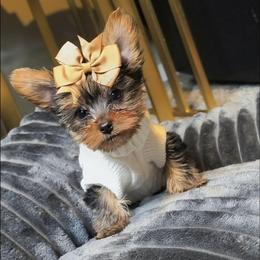 CKC Aspen - Black and tan female Yorkshire Terrier puppy in North Chesterfield, Virginia from YorkieLover