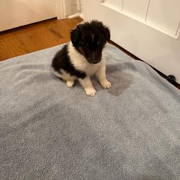 Ryder - Black white and tan male Shetland Sheepdog puppy in Tuscumbia, Alabama from Agee's World of Shelties