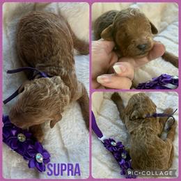 Supra - Red  female Poodle puppy in Mount Vernon, Illinois from AMC Poodles