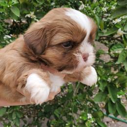Boy - Liver and white male Shih Tzu puppy in Seguin, Texas from Dolled Up Shih Tzus
