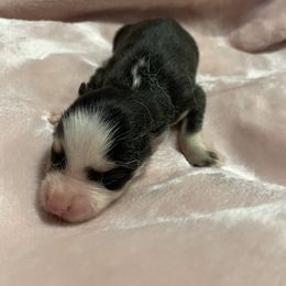 Pomsky Puppies from Stacy’s Playful Pomsky