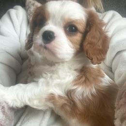 Clay - Blenheim male Cavalier King Charles Spaniel puppy in Richmond, Virginia from Dream it Cavs