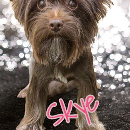 Skye - Yorkshire Terrier