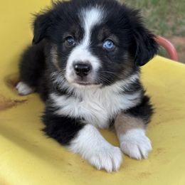 Miniature Australian Shepherd Puppies from Mini Aussies In Texas