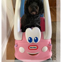 Australian Cobberdog All Grown Up from MountainAyres Australian Cobberdogs