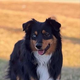 Miniature Australian Shepherd puppies from Maple Creek Run