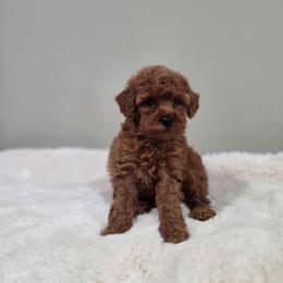 Foxy (AKC) - Red  female Poodle puppy in Rainbow City, Alabama from Spinks Poodles