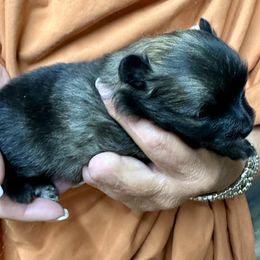 Sable Girl - Chocolate sable female Pomeranian puppy in Madison, Ohio from PawSitive Therapy Pomeranians