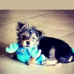 Biewer Terrier and Yorkshire Terrier Puppies from Treasures of Neptune Cove