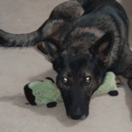 German Shepherds from Country Diamond Shepards