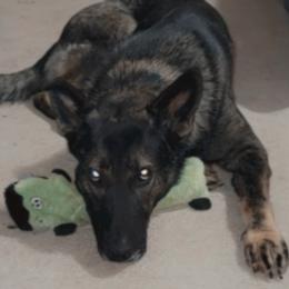German Shepherds from Country Diamond Shepards