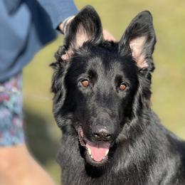 Shiloh Shepherd puppies from Super Nova Shilohs