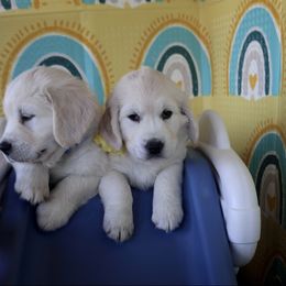 Golden Retriever Puppies from Huckaby’s English Golden Retrievers