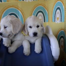 Golden Retriever Puppies from Huckaby’s English Golden Retrievers
