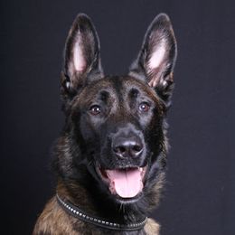 Beckham - Belgian Malinois
