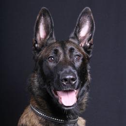 Beckham - Belgian Malinois