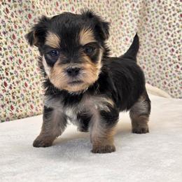Banks - Black & tan tri-color male Morkie puppy in Monticello, Iowa from Ashley’s Puppies