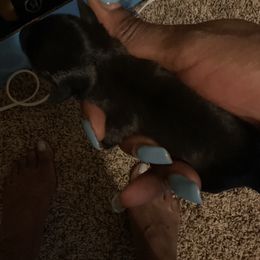 Boy 1 - Black Miniature Schnauzer puppy in Little Elm, Texas from Matrix Schnauzers