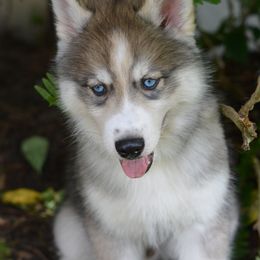 Siberian Husky Puppies from SoFlo Siberians