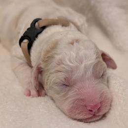 Beige - Parti female Goldendoodle puppy in Midland, North Carolina from Alger Farm, LLC