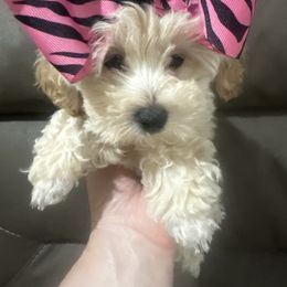 Poppy - Apricot female Maltipoo puppy in Apple Valley, California from Boujeepups