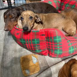 Millie - Dachshund