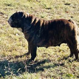 Maddie - Bulldog
