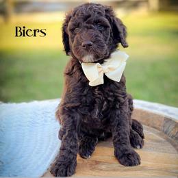 Biers - Chocolate male Double Doodle puppy in Cleveland, Tennessee from Edgewater Doodles & Designer Pups
