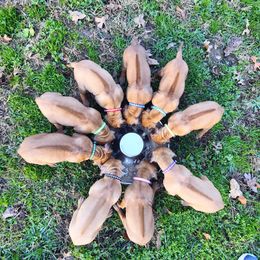 Boy 2 - male Rhodesian Ridgeback puppy in Fort Leonard Wood, Missouri from Sans Peur Ridgebacks